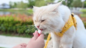 A pet owner gives her Persian cat a liquid snack the park area.