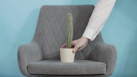 An office worker puts a cactus flower on a gray office chair. The concept of diseases in proctology, pain in the anus, fistula and hemorrhoids