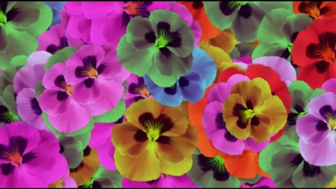 Pansy-Viola Flowers  Floating motion background
