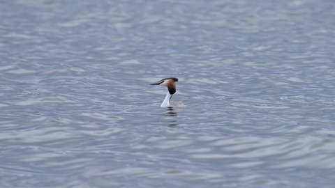 Great crested grebe bird (Podiceps cristatus) swimming in a lake with waves and dives into the blue water.