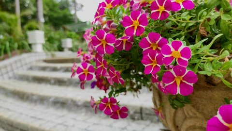 Video of petunias in a flowerpot on the background of flowing water
