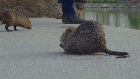 Muskrat rats in search of food on the marble shore of a lake in a park