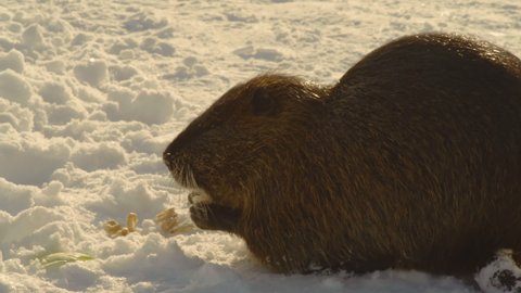 Close-up, muskrat gnawing on food sitting in the snow in the park at sunset