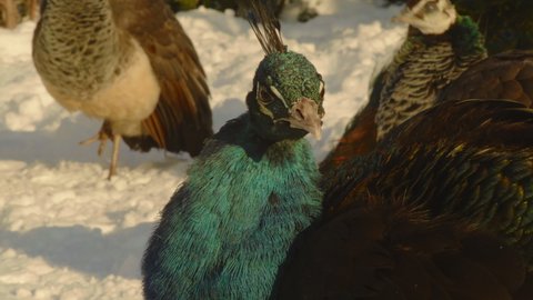 Close-up, a peacock cleans its plumage in a snowy clearing surrounded by other peacocks