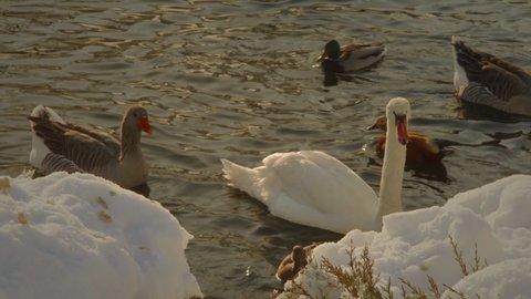 White swans along with geese and ducks swim in the lake next to the snow-covered shore in the park