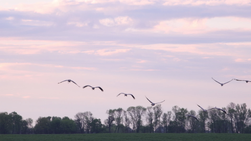 cranes take off in sunset light