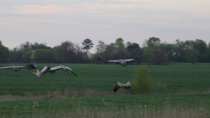 cranes take off in sunset light slow motion