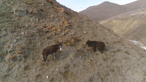 two donkeys graze on a steep mountain slope and eat grass, 4K 50fps. Early spring. Aerial shot. Drone flying around and moving away.