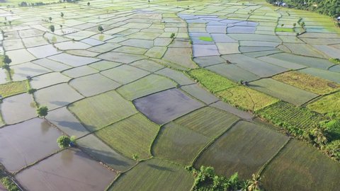 aerial view of rice fields with hills in the background in Pota, Flores, Indonesia.