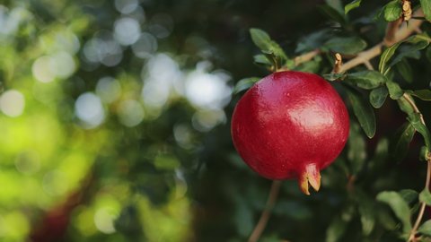 Close up of red pomegranate ripening on tree branch during sunny days, Cultivation of fresh organic fruits at rural area. Food concept.