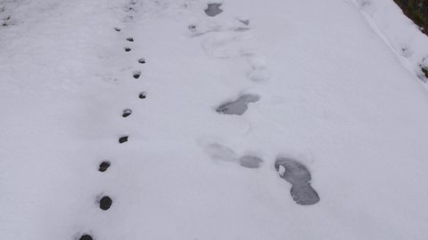Footpath of fox and person in snow in Japan