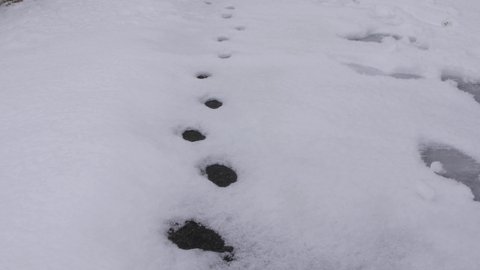 Footpath of fox and person in snow in Japan