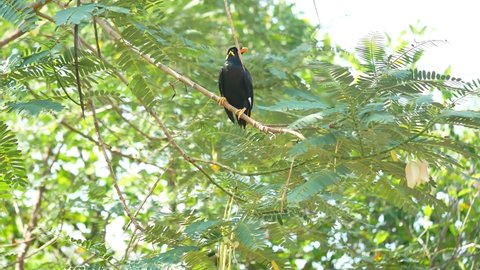 The common hill myna. Lives throughout South and Southeast Asia. It has the ability to mimic the sounds of humans like parrots..