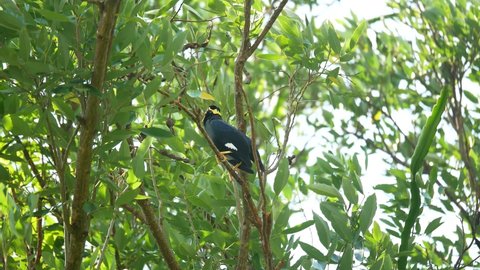 The common hill myna. Lives throughout South and Southeast Asia. It has the ability to mimic the sounds of humans like parrots.