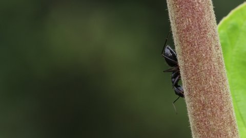 Close-up macro footage of large black Carpenter ants on tree branch with defocused background