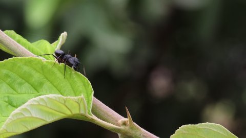 Close-up footage of large black Carpenter ants walking on tree branch with defocused background