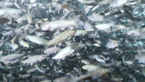 fish farm trout underwater feeding fenzy fish going crazy for food