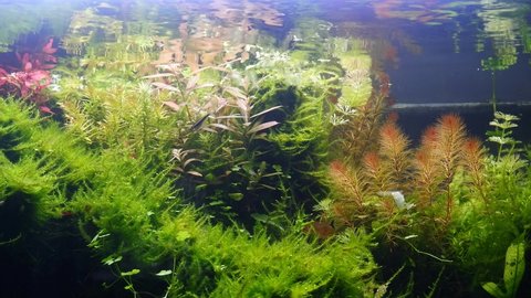 lush aquatic plants in a beautiful freshwater tropical ryoboku aquascape detail with active serpae tetra and black neon tetra show natural behaviour, Amano style planted dutch nature aquarium in brigh