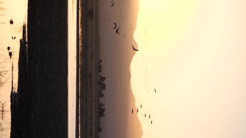 Vertical shot of sandhill crane silhouettes in golden light.