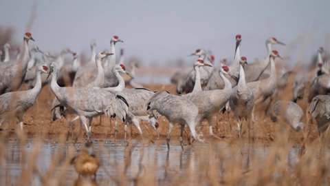 lock of sandhill cranes drinking from a dry bank in Arizona