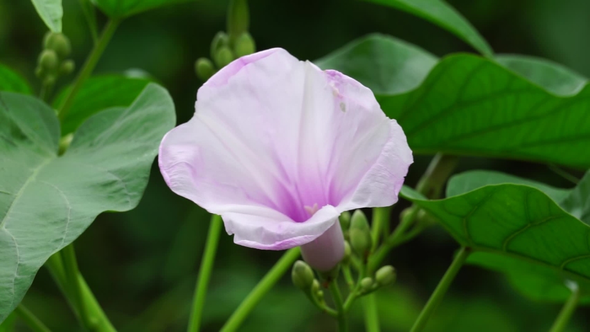The flower of Ipomoea carnea (Also called Kangkung pagar, krangkungan, pink morning glory) in nature.