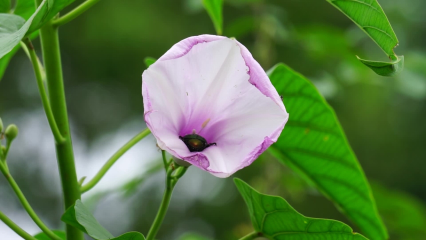 The flower of Ipomoea carnea (Also called Kangkung pagar, krangkungan, pink morning glory) in nature.