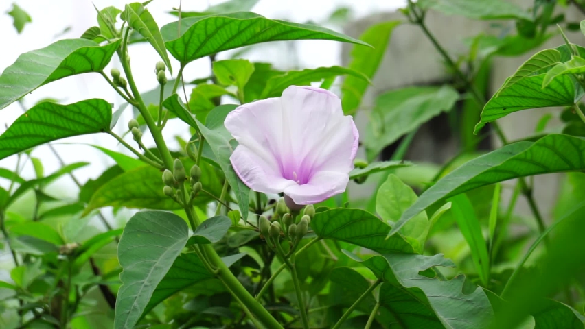 The flower of Ipomoea carnea (Also called Kangkung pagar, krangkungan, pink morning glory) in nature.
