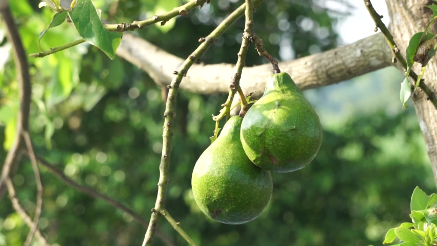 Green young avocado (Persea americana, avocado pear, alligator pear) in the nature background
