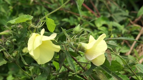 Abelmoschus moschatus (Also called Abelmosk, ambrette, annual hibiscus, Bamia Moschata, Galu Gasturi, muskdana) in nature. The plant has used in Ayurveda herbal medicine, including as an antispasmodi