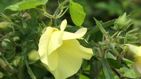 Abelmoschus moschatus (Also called Abelmosk, ambrette, annual hibiscus, Bamia Moschata, Galu Gasturi, muskdana) in nature. The plant has used in Ayurveda herbal medicine, including as an antispasmodi