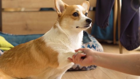 Corgi dog giving paws close-up. Handler playing with golden puppy in living room, woman animal trainer exercising domestic animal at home. Pembroke welsh corgi sitting and waiting command.
