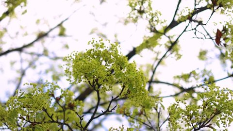 blooming maple tree branches at early spring day. Acer tree covered in green umpel bloom