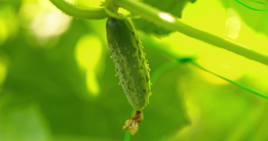 Cucumbers in the greenhouse. Young cucumbers grow on the bush. Homemade cucumbers. High quality 4k footage | Shutterstock HD Video #1089476357