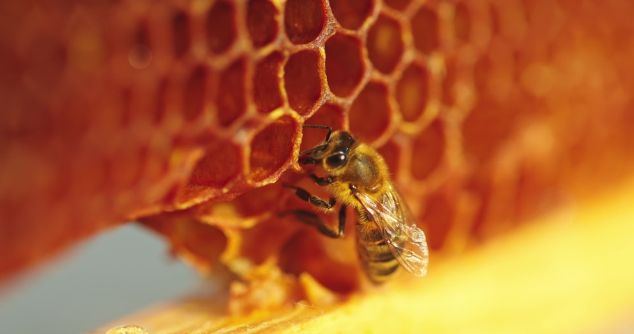 Closeup of bee on honeycomb in apiary | Shutterstock HD Video #1089476365