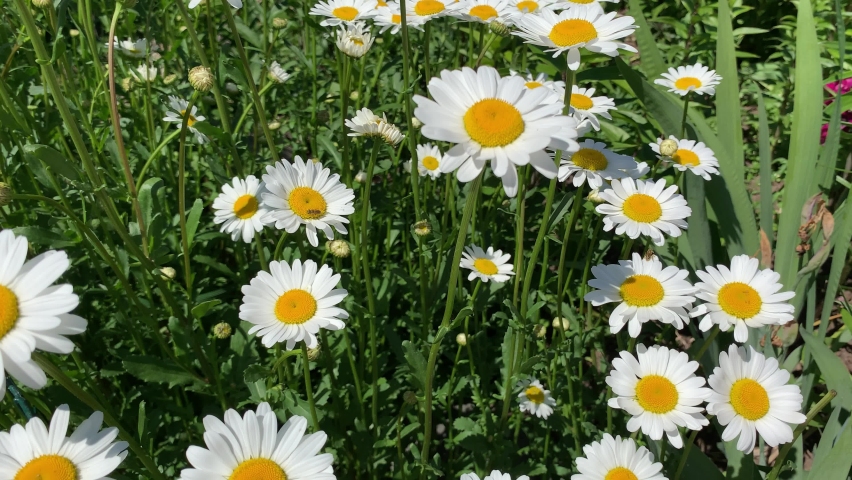top down beautiful field of green grass and camomiles as background in the nature