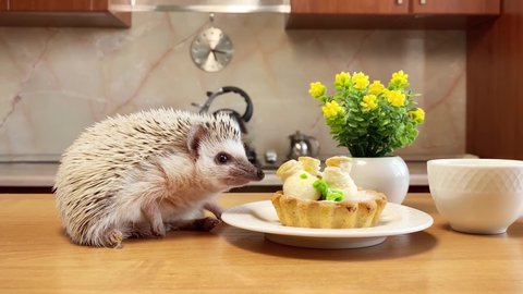 African pygmy hedgehog, domestic pet, on kitchen table at cake and flowers