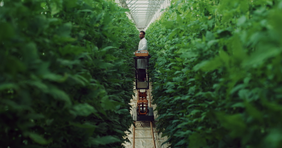 Portrait of Young Brazilian Agronomist is Controlling Biological Tomatoes Plantation in Modern Ecologic Greenhouse. Male Botany Scientist Entering Data in Digital Tablet  Royalty-Free Stock Footage #1089477989