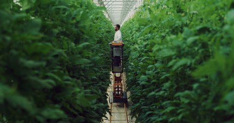 Portrait of Young Brazilian Agronomist is Controlling Biological Tomatoes Plantation in Modern Ecologic Greenhouse. Male Botany Scientist Entering Data in Digital Tablet : stockvideo