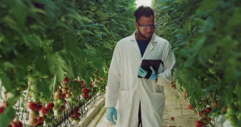 Cinematic shot of young brazilian agronomist or botany scientist is controlling with tablet biological tomatoes plantation and smiling in camera in ecologic greenhouse with hydroponic system.
