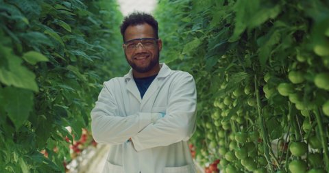 Cinematic shot of young brazilian agronomist or botany scientist smiling in camera satisfied with results of inspection of biological tomatoes plantation in ecologic greenhouse with hydroponic system.