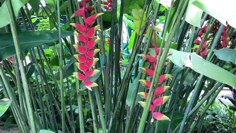 Heliconia rostrata inflorescence (lobster-claws, toucan peak) blowing by wind in the morning