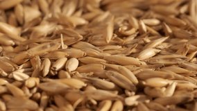 Rotation of oats close-up. The fall. Lots of grains. Slow motion video. Super macro. A crop of cereals.