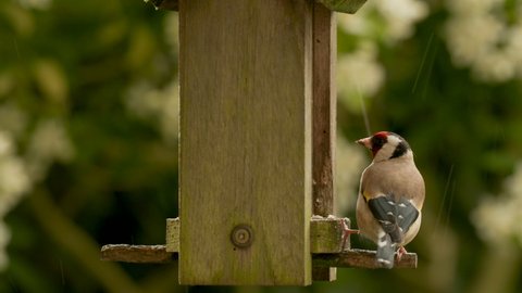 4K video clip of European Goldfinch eating seeds, sunflower hearts, from a wooden bird feeder in a British garden in the rain during summer