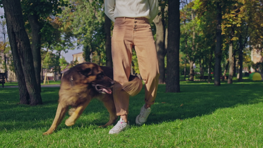 Smart and funny german shepherd dog walking between trainer's legs, commands Royalty-Free Stock Footage #1089482673