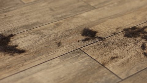 The hairdresser, after a haircut, brushes a pile of hair on the floor. Slow motion video. The concept of order and cleanliness in the workplace. High quality FullHD footage.