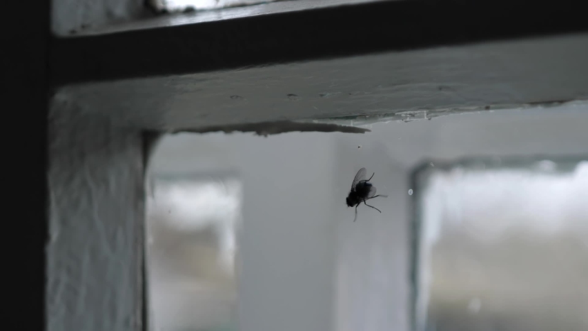 Close-up video shooting. A large fat fly rubs on the glass of an old window in a country rural house. Insect in the house. | Shutterstock HD Video #1089484883