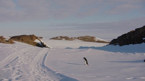 MS Gentoo penguins (Pygoscelis papua) on snow , Cuverville Island, Antarctica