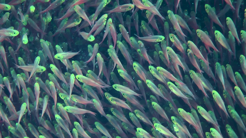 Pigmy sweepers (Parapriacanthus ransonneti) form large dense aggregations in shaded areas of the reef, moving incessantly, close-up. Royalty-Free Stock Footage #1089485609