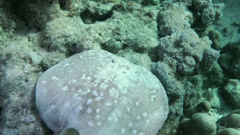 Panther Electric Ray or Leopard torpedo (Torpedo panthera) swims slowly over a coral-covered bottom, then hides under a coral bush, close-up.