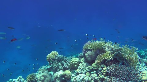 A flock of brightly colored Suez Fusilier (Caesio suevica) swims slowly against a coral reef and blue water column.